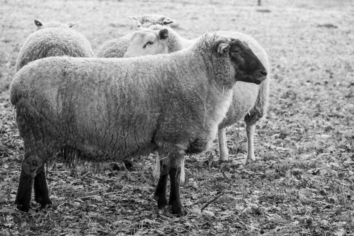 Sheeps on a field in germany photo