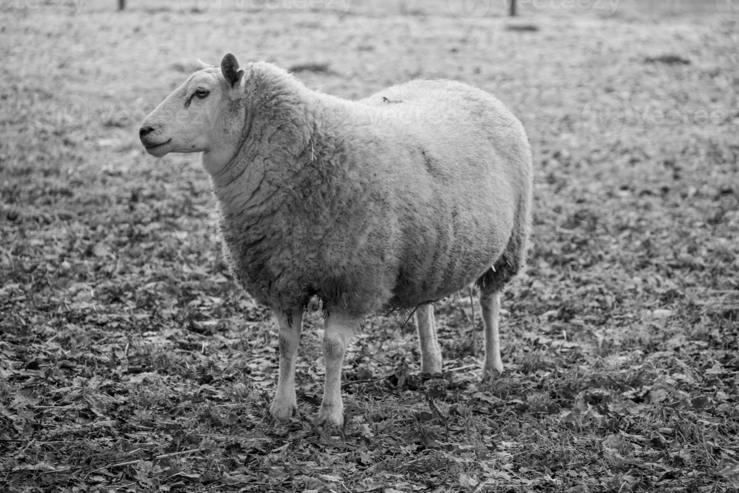Sheeps on a field in germany photo