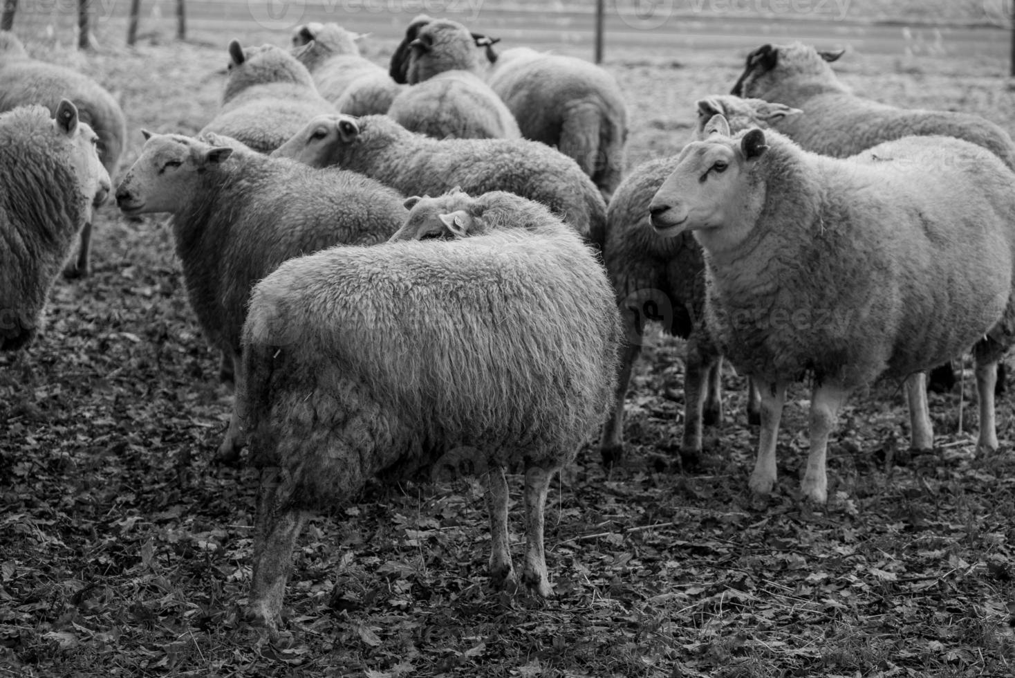 ovejas en un campo en alemania foto