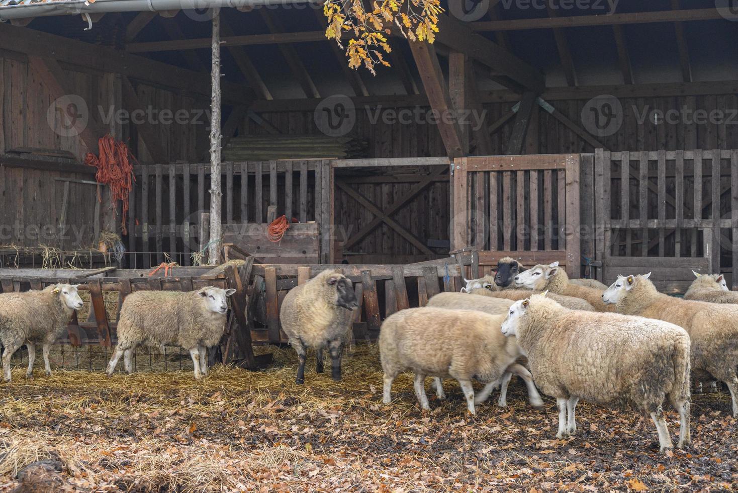 Sheeps on a field in germany photo