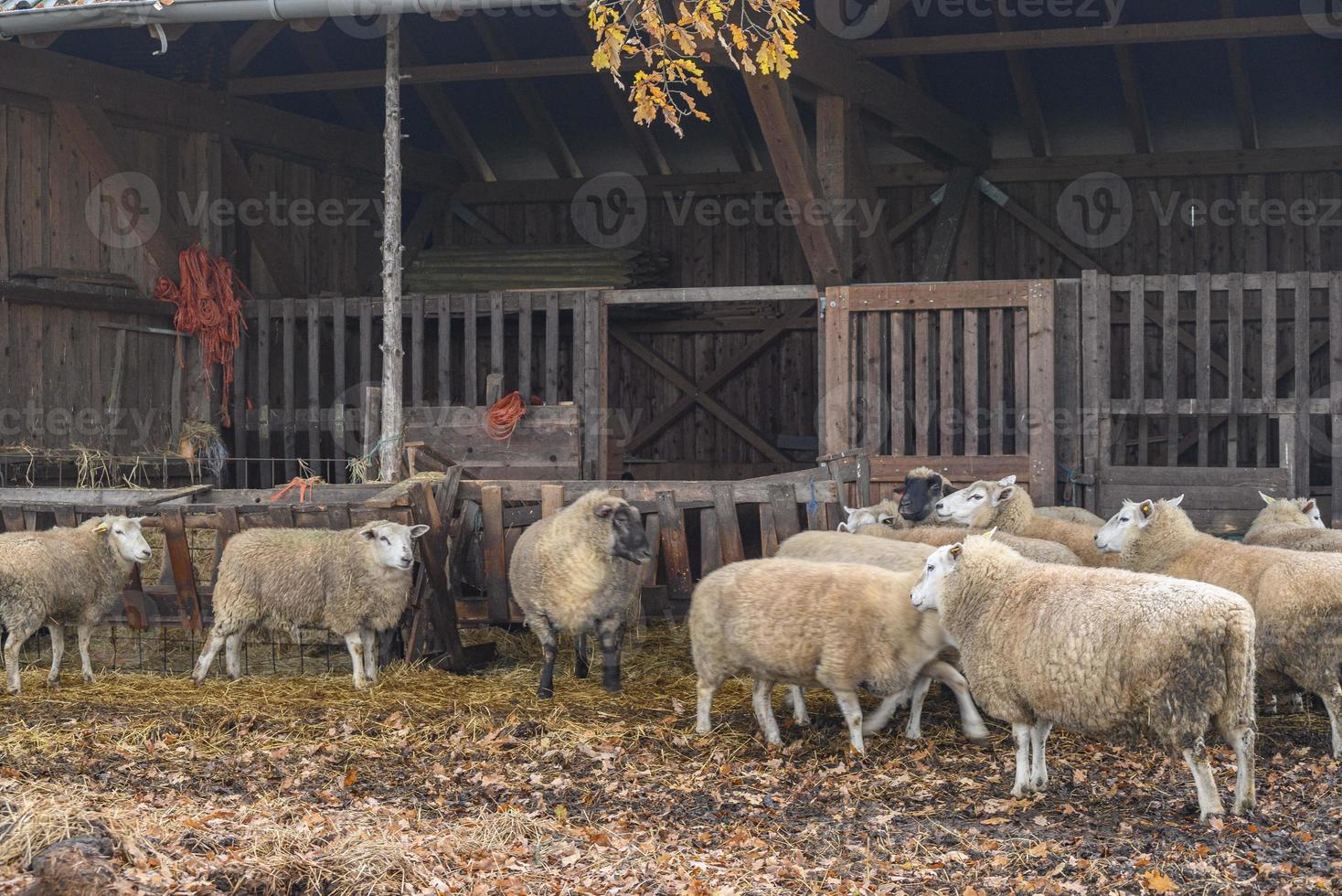 Sheeps on a field in germany photo