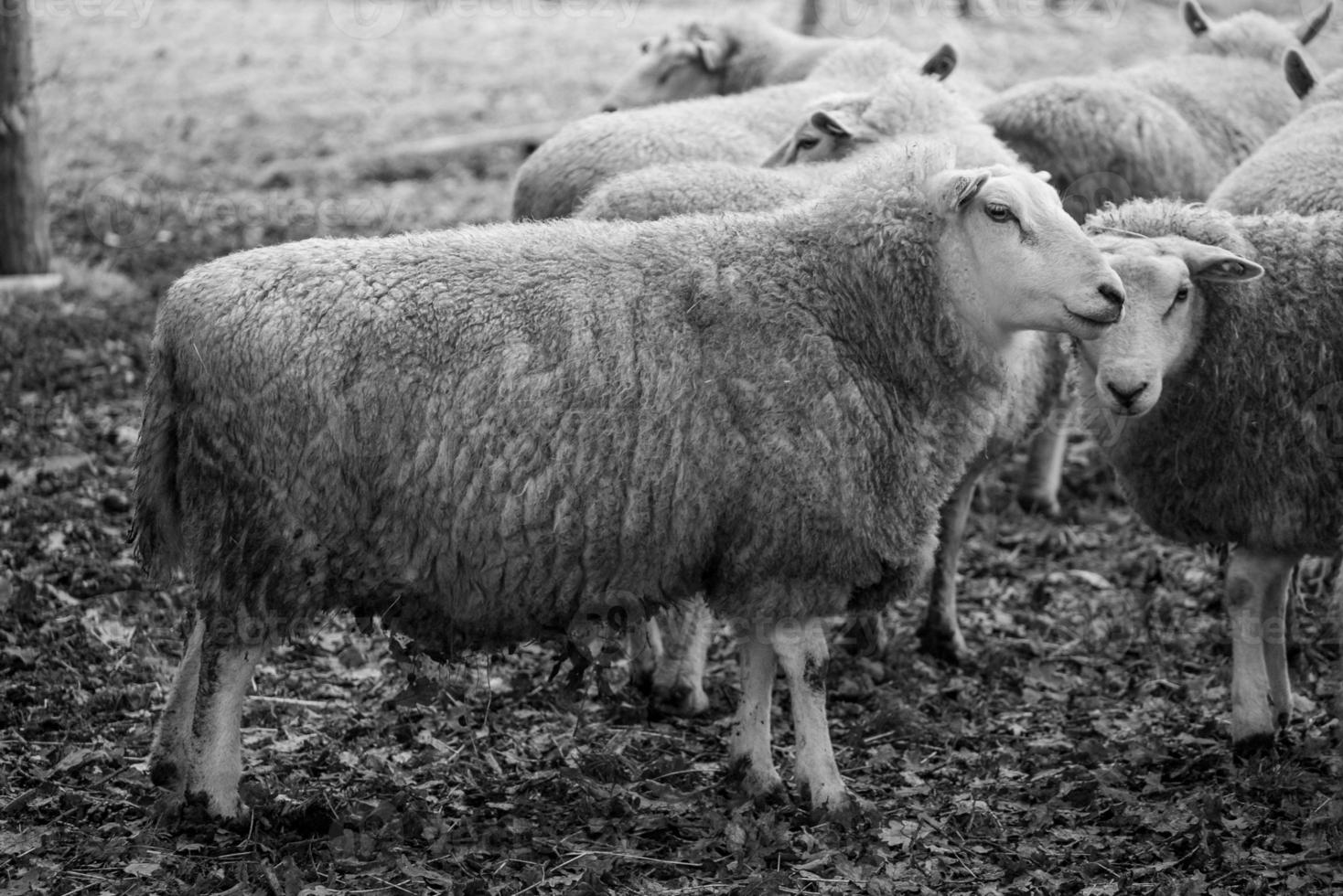 Sheeps on a field in germany photo