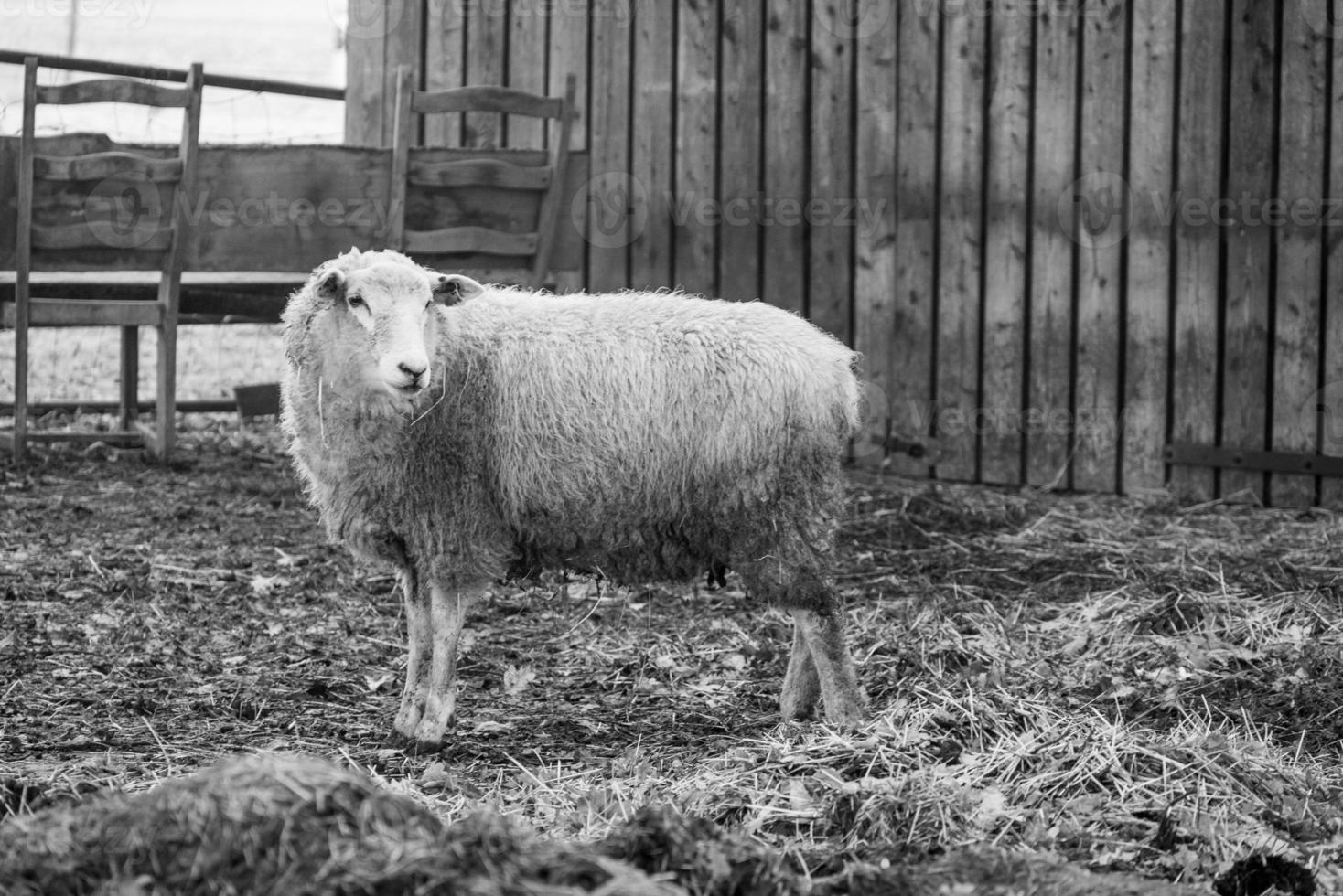 Sheeps on a field in germany photo