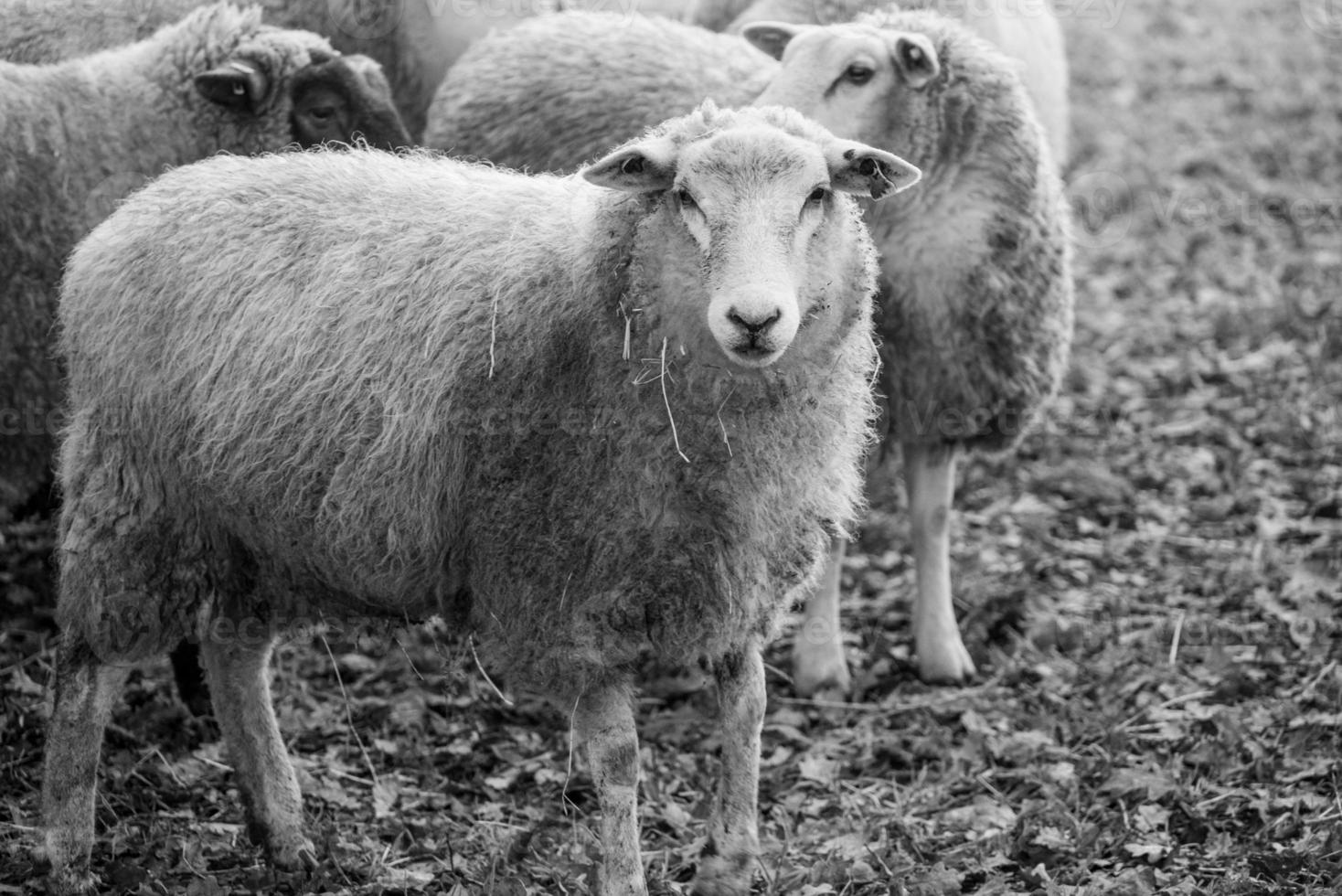 Sheeps on a field in germany photo