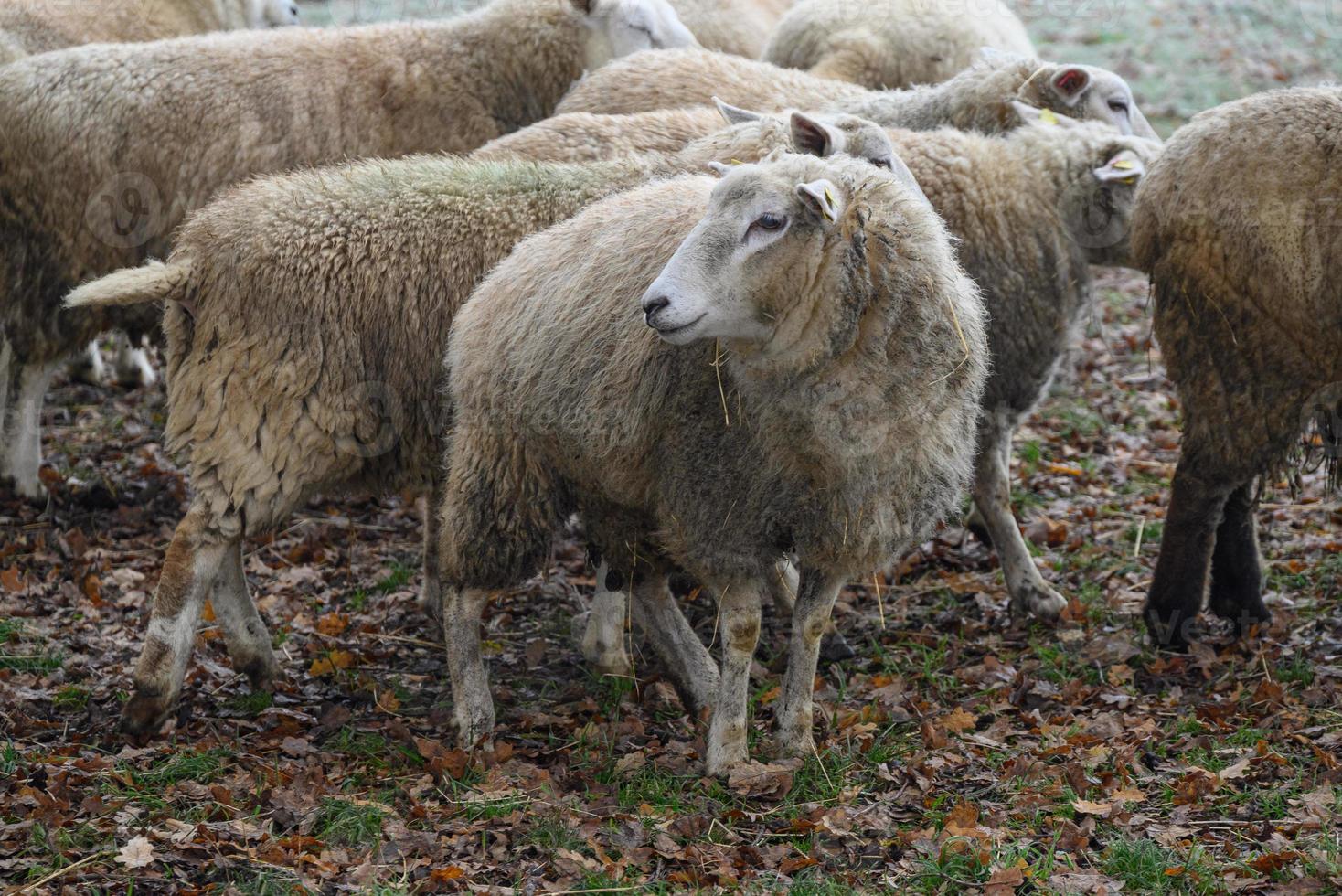 Sheeps on a field in germany photo