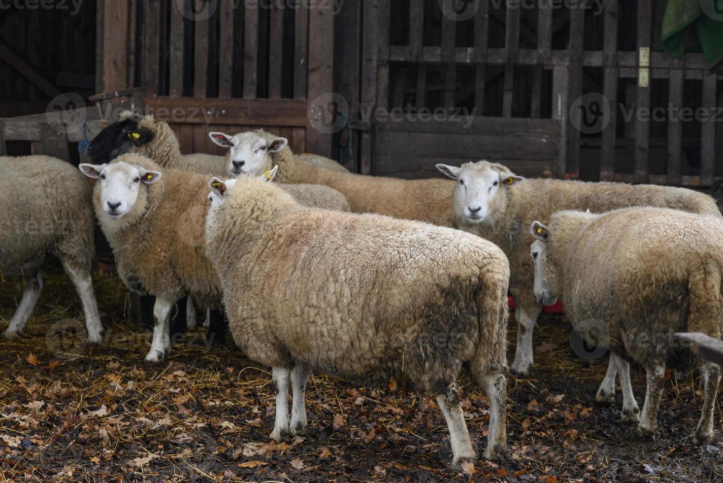 Sheeps in germany photo