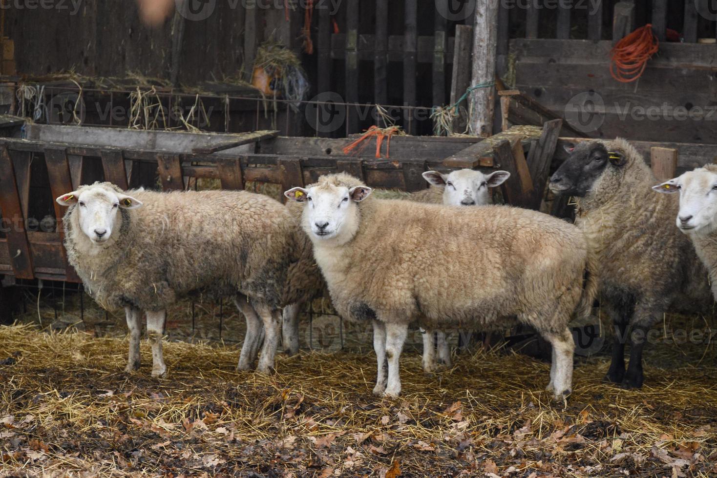 Sheeps in germany photo