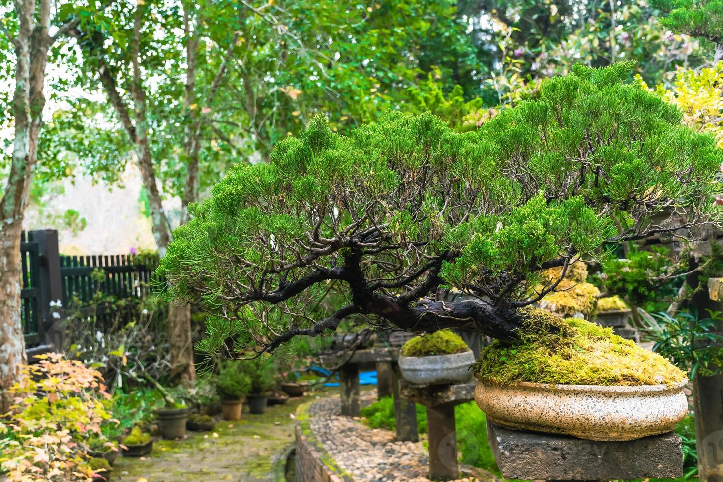 Bonsai garden Thailand Beautiful small bonsai trees with green leaves photo