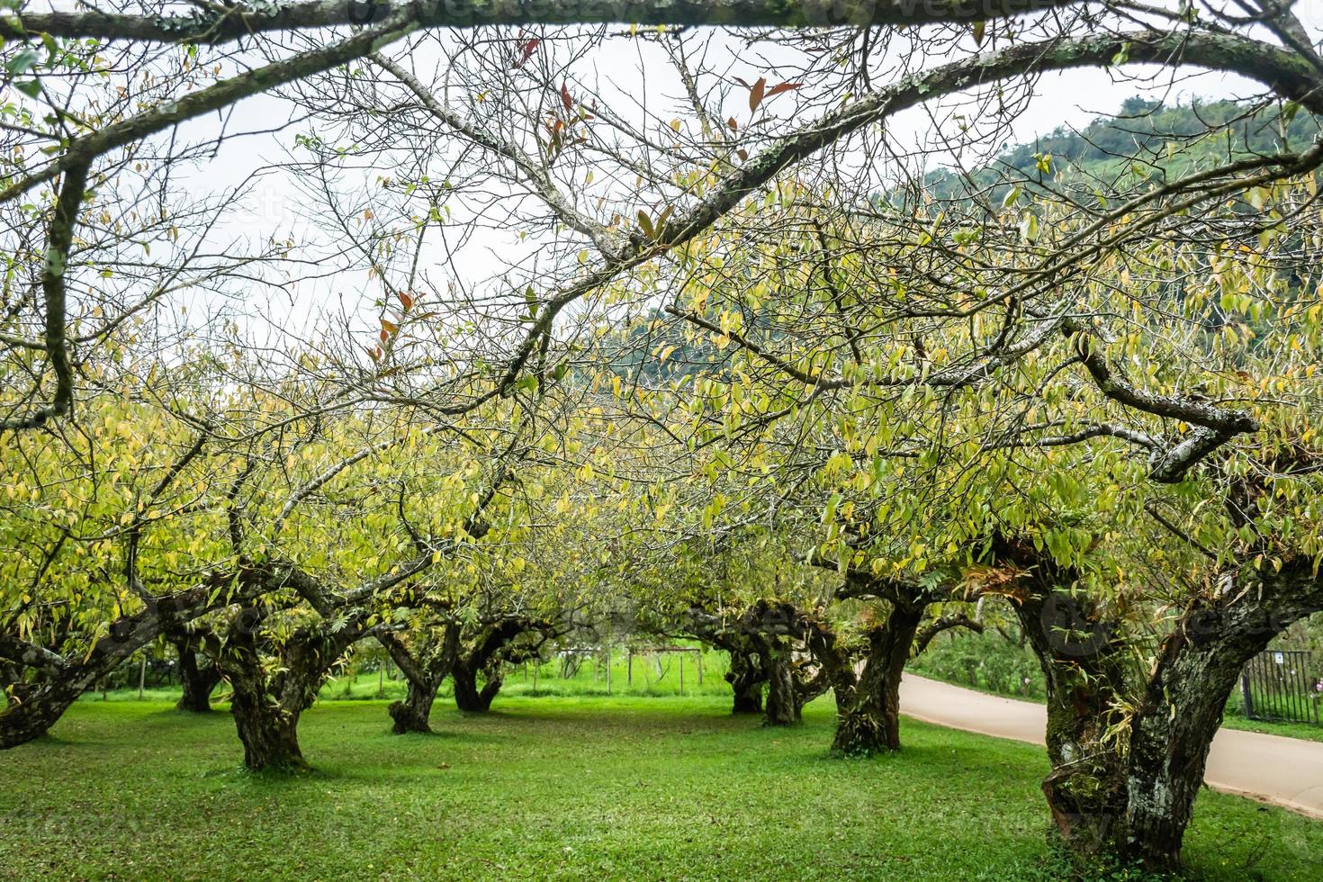 plum tree at doi angkhang mountain, Chiangmai Thailand photo