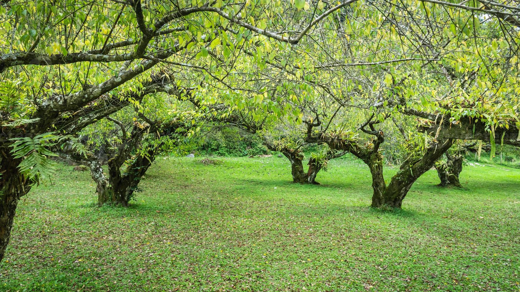 plum tree at doi angkhang mountain, Chiangmai Thailand photo