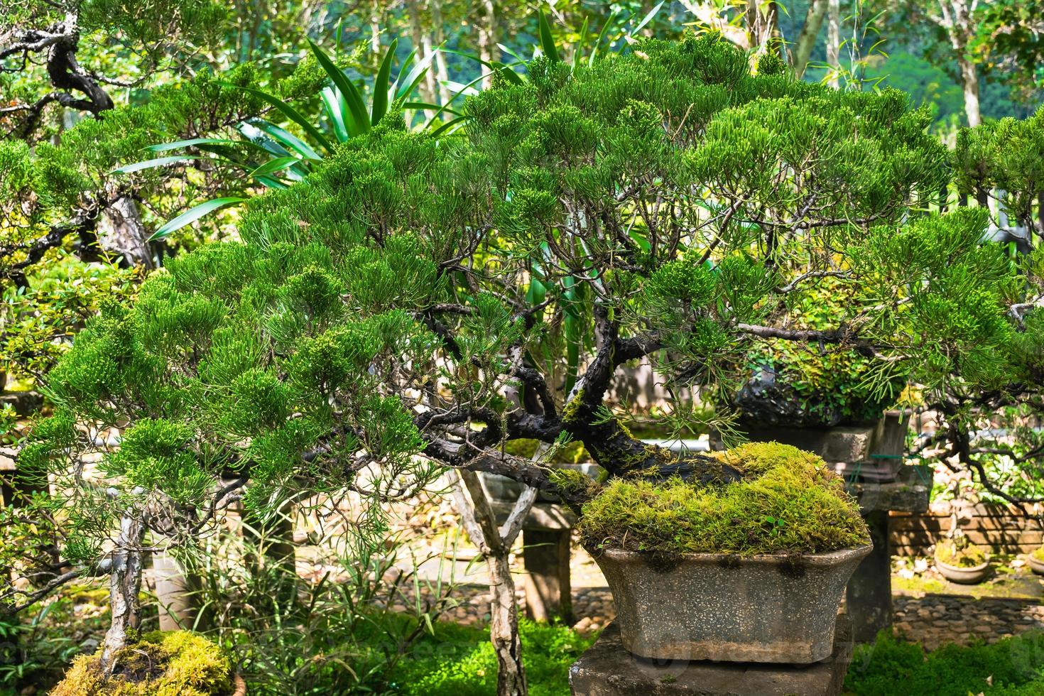 Bonsai garden Thailand Beautiful small bonsai trees with green leaves photo