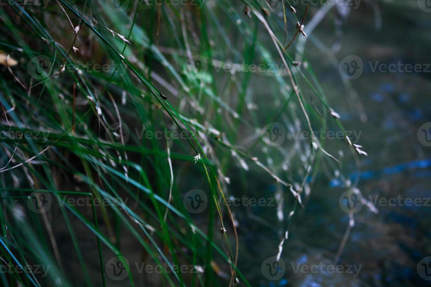 Close up wild green grass growing in field concept photo