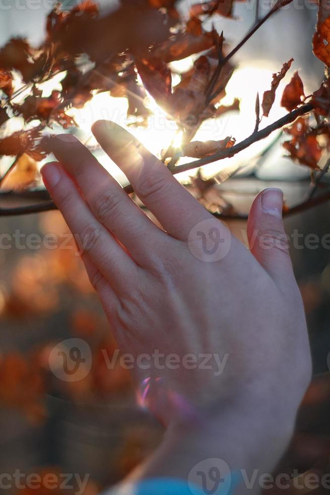 Close up woman touching twig with dry leaves concept photo