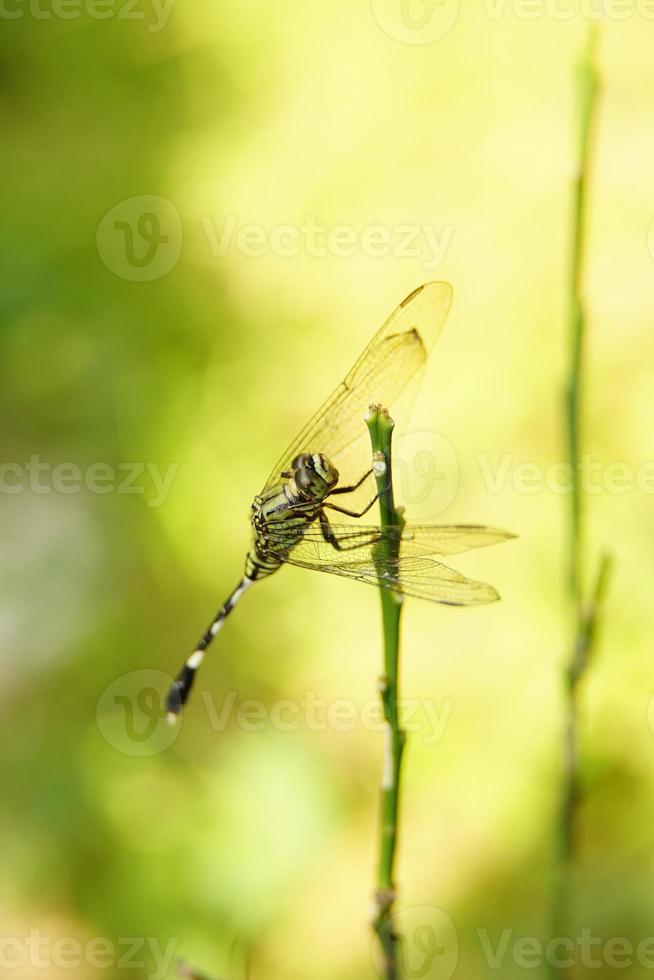 fotografía macro de una libélula verde posada en una rama foto