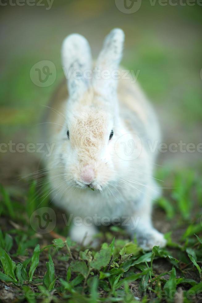 un conejo doméstico oryctolagus cuniculus domesticus tiene tres colores blanco, gris y marrón, jugando en la hierba verde. foto