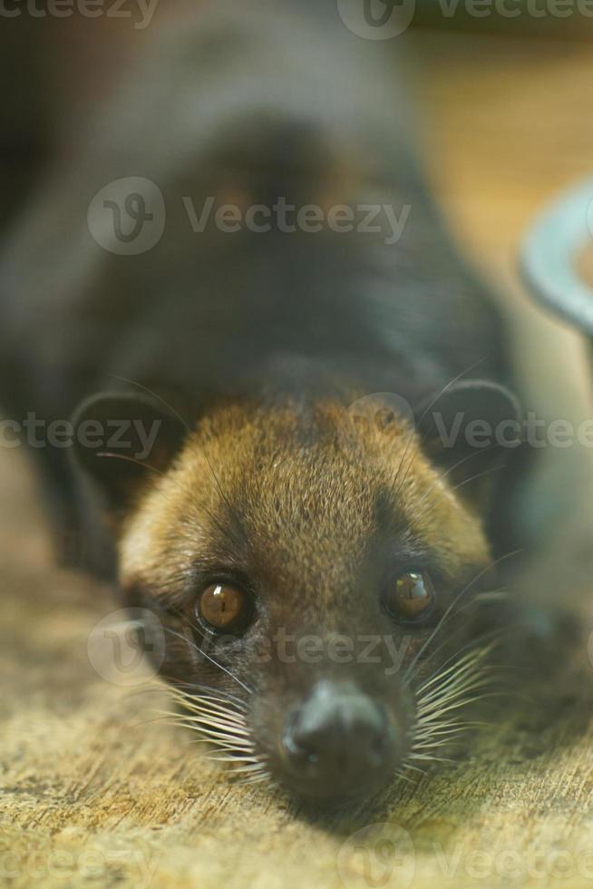 a civet weasel is ducking to invite to play. photo