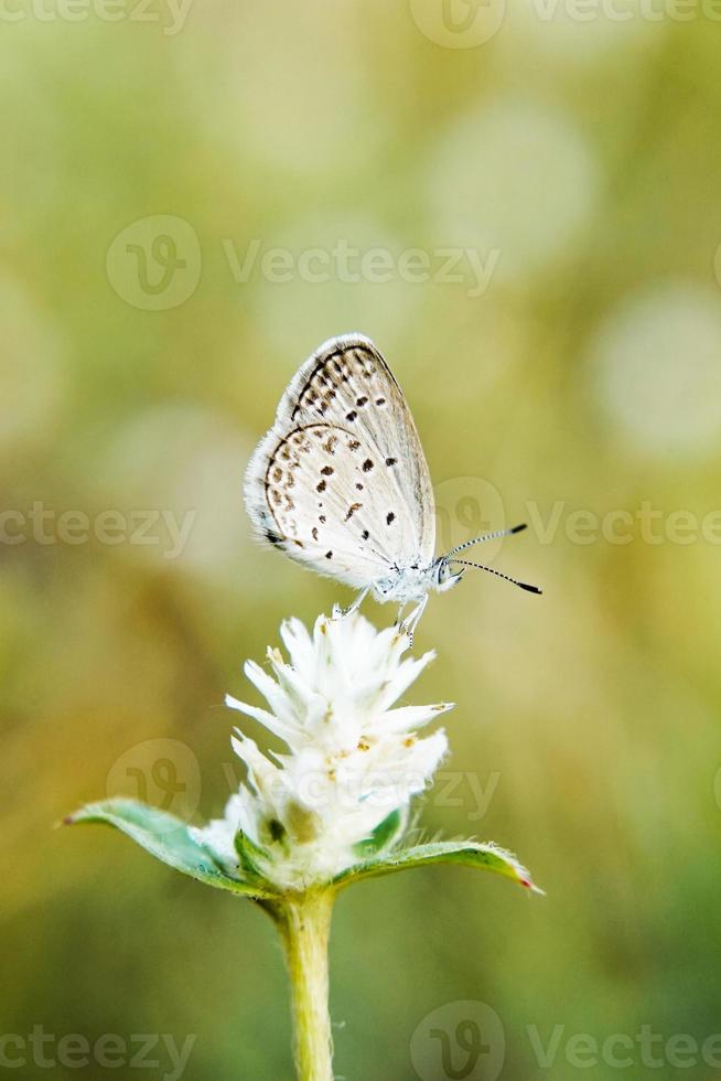 macrofotografía de una hermosa mariposa pequeña posada sobre una flor con fondo bokeh foto