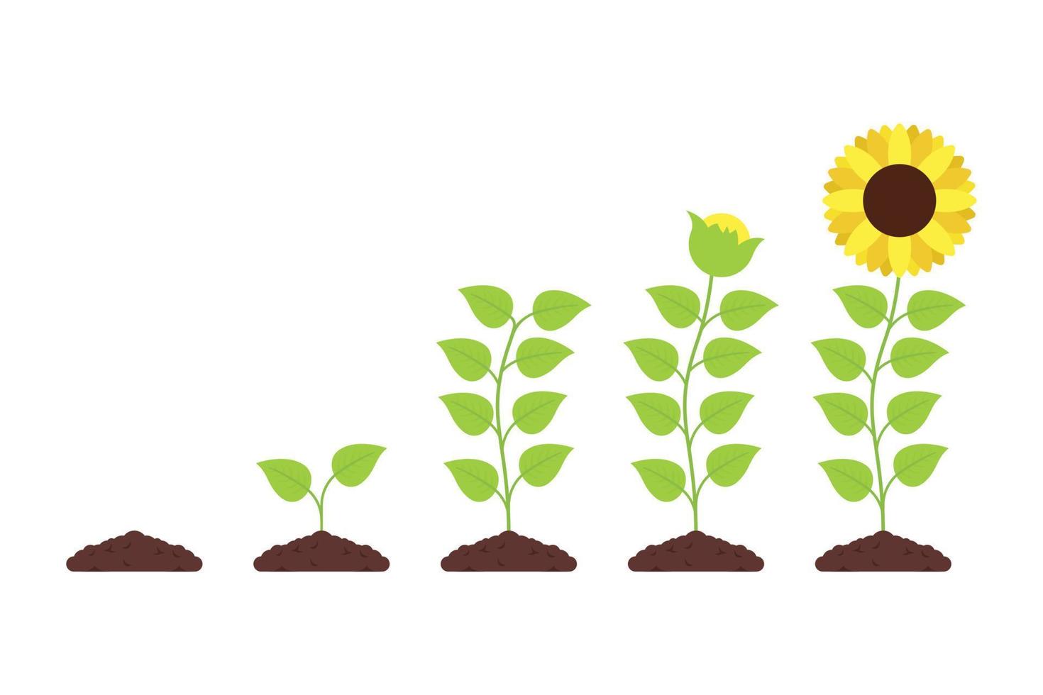 crecimiento de girasol desde el suelo vector