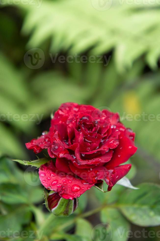 rosas rojas en el jardín naturaleza rosas foto