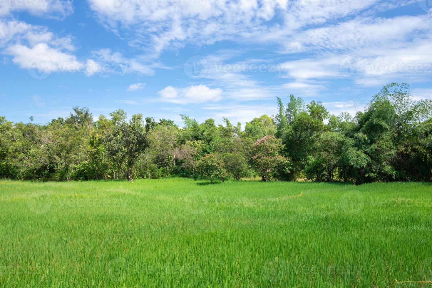 vista de los campos de arroz, los bosques y el cielo. agricultura en tailandia. foto