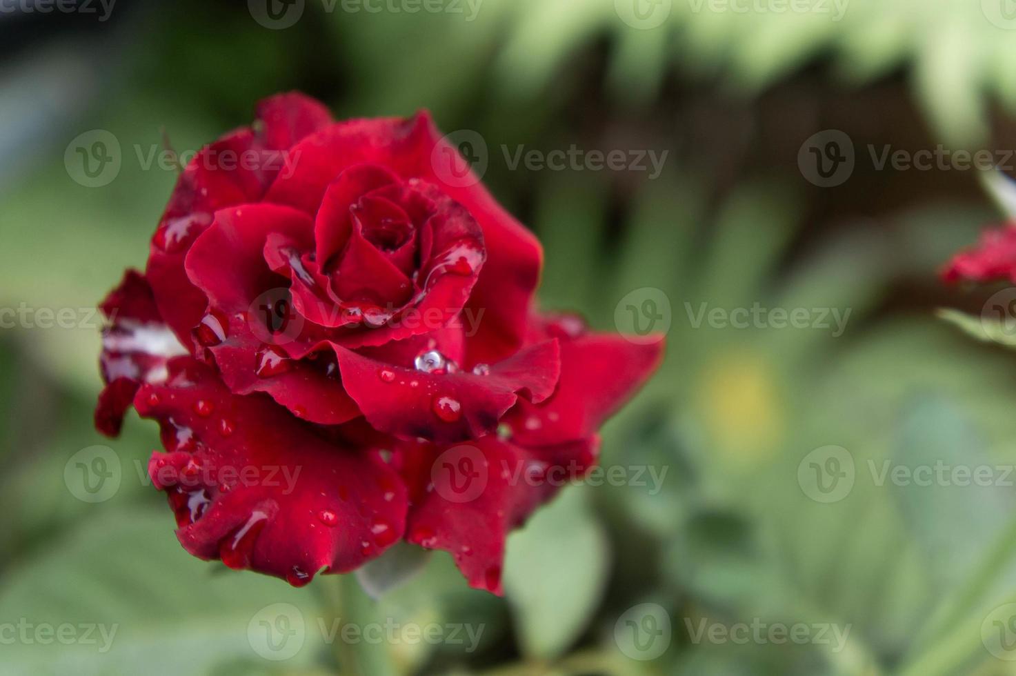 rosas rojas en el jardín naturaleza rosas foto