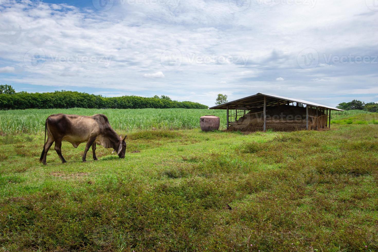 A cow is eating grass in the meadow. photo