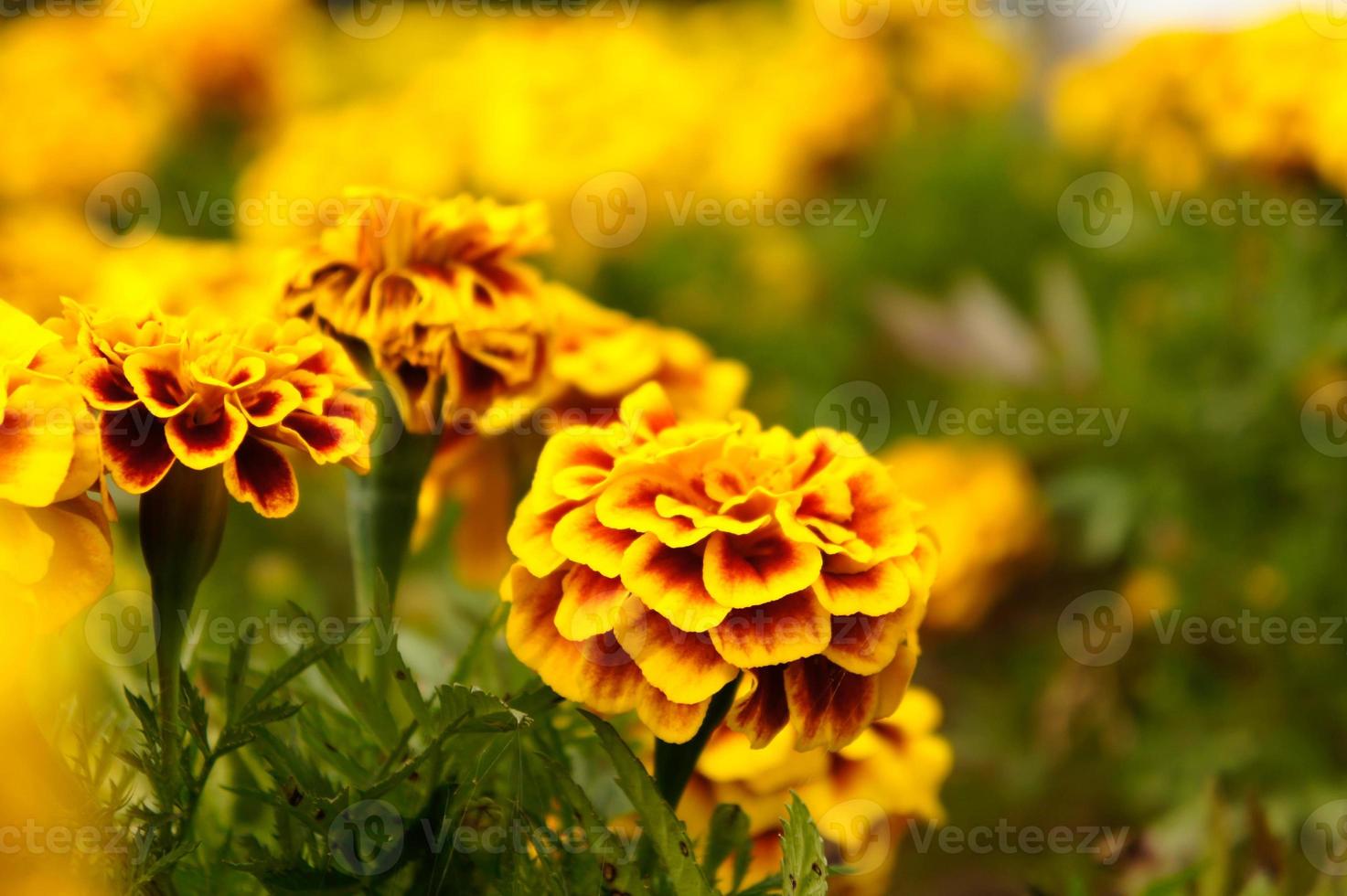 flores de caléndula en el jardín en verano, flores amarillas, hermosas flores en verano en el buen día flores de hierbas foto