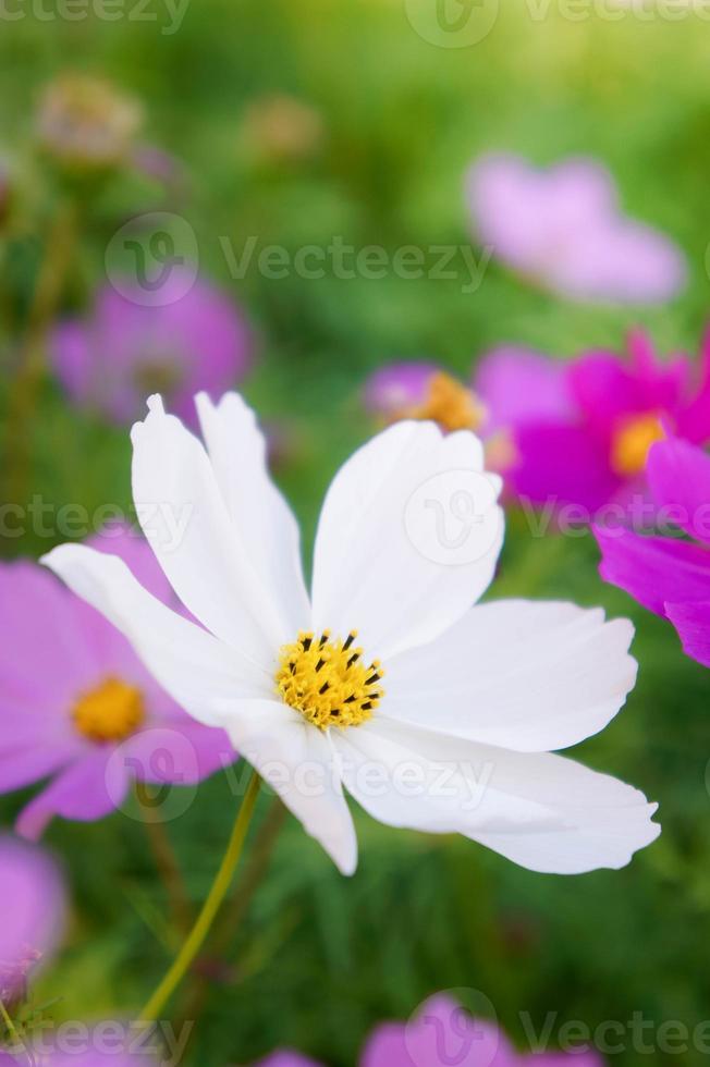 flores cosmos en el tiempo de la mañana archivado foto