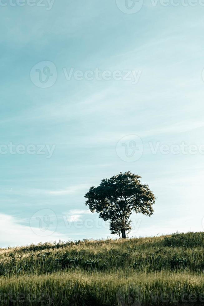 A tree on a hill, vintage, with the sky in the background. photo