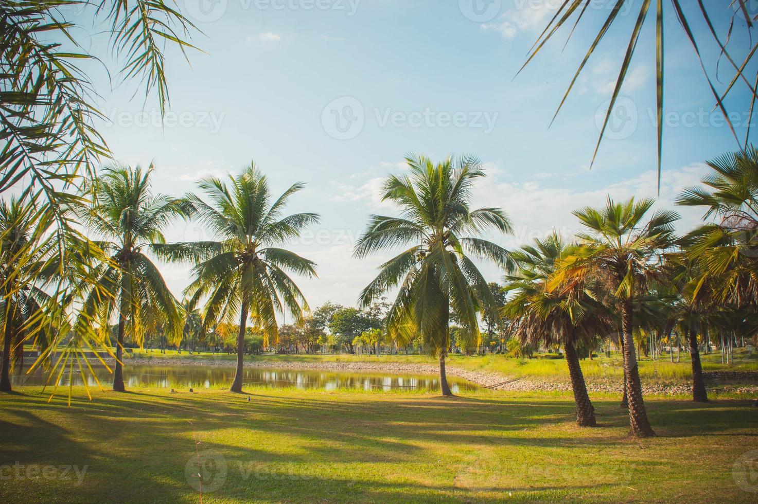 la palma de coco en el parque en verano, iluminación en el parque de día foto