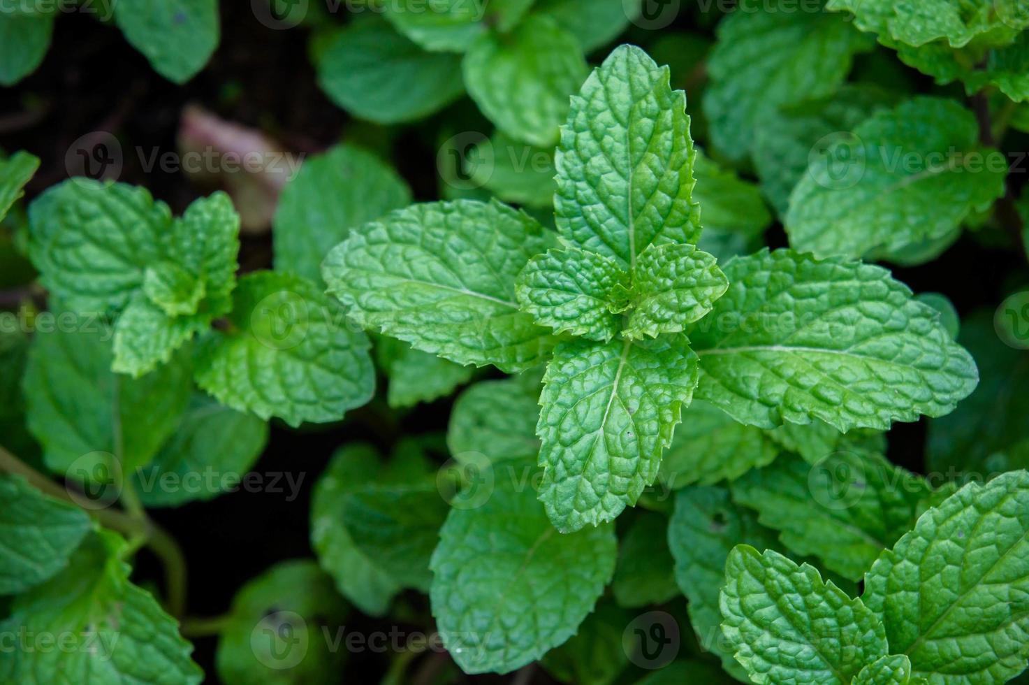 peppermint herb or vegetables in the garden The plant is useful in cooking as a herb to extract fresh scent. photo