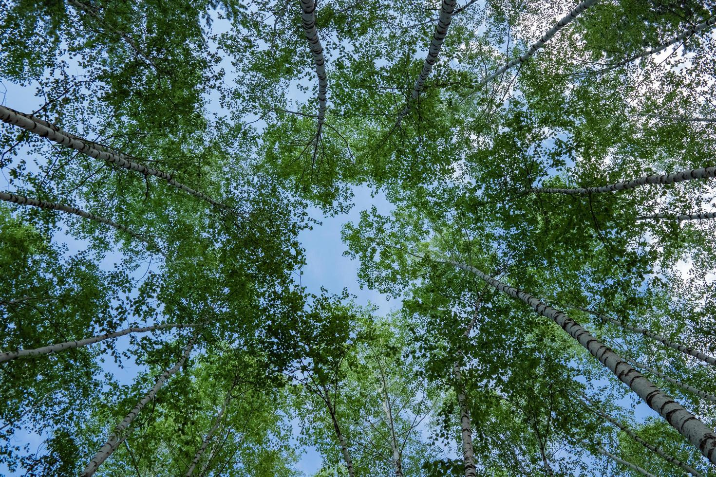 Bottom up view of young birch forest. photo