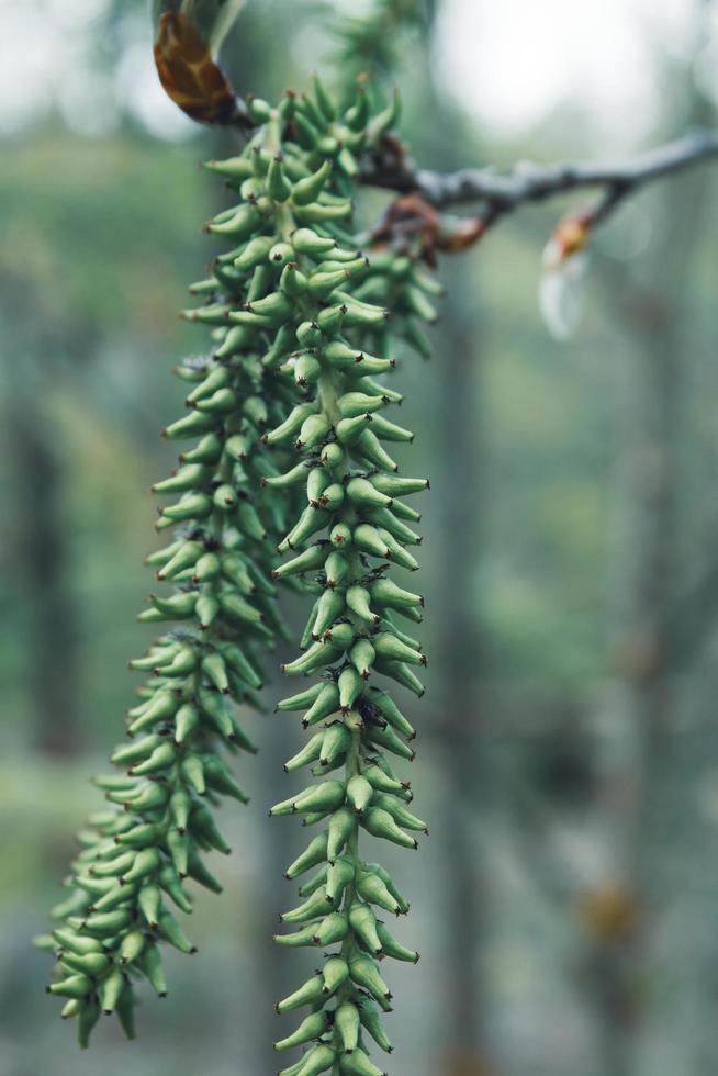 Silver poplar fruit on a branch. photo