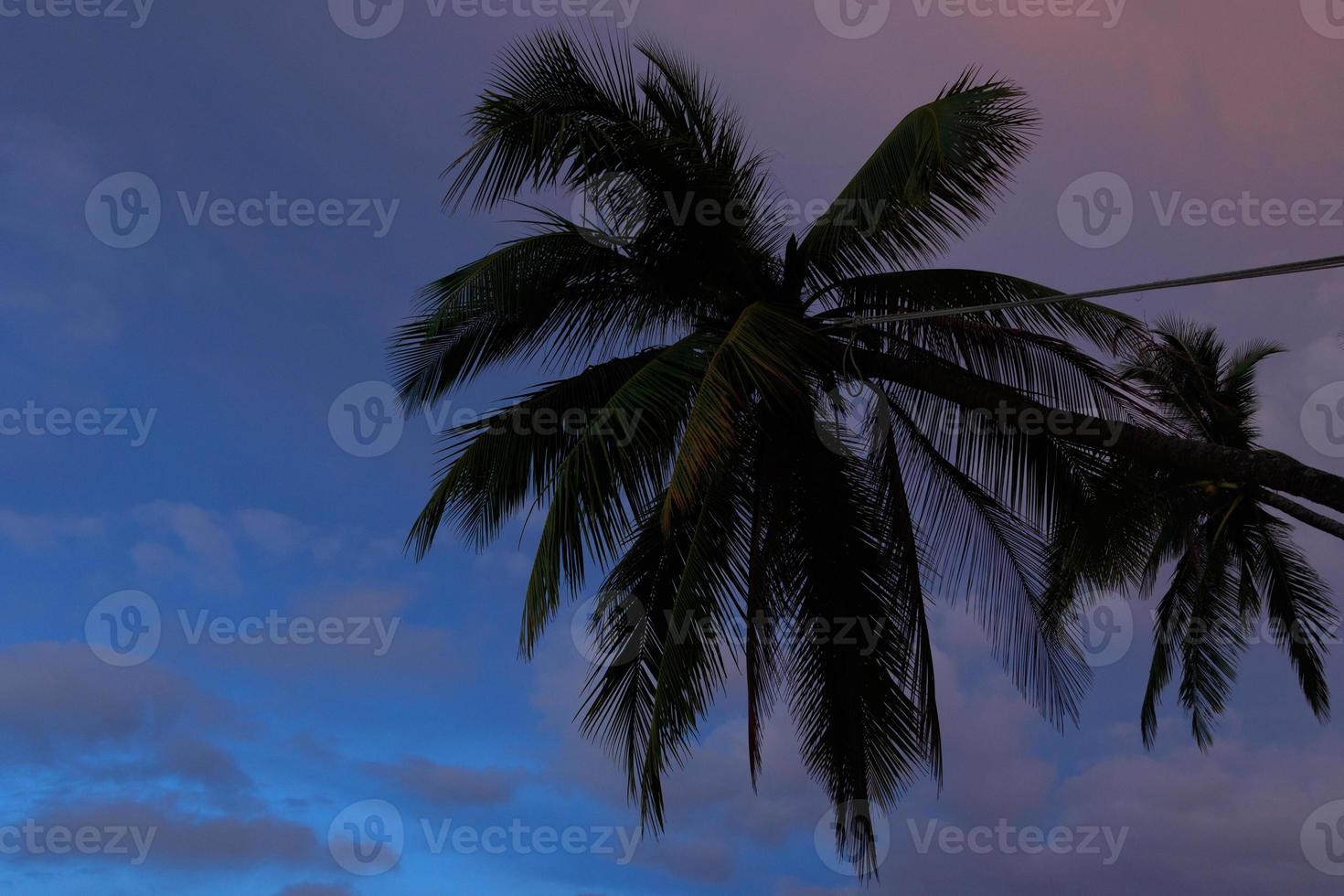 Closeup shot of a palm tree on a cloudy twilight sky background. photo