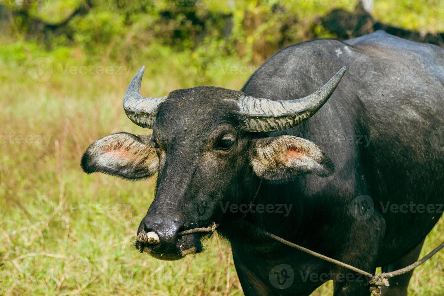tranquilo toro negro de pelo corto pastando en pastos. foto
