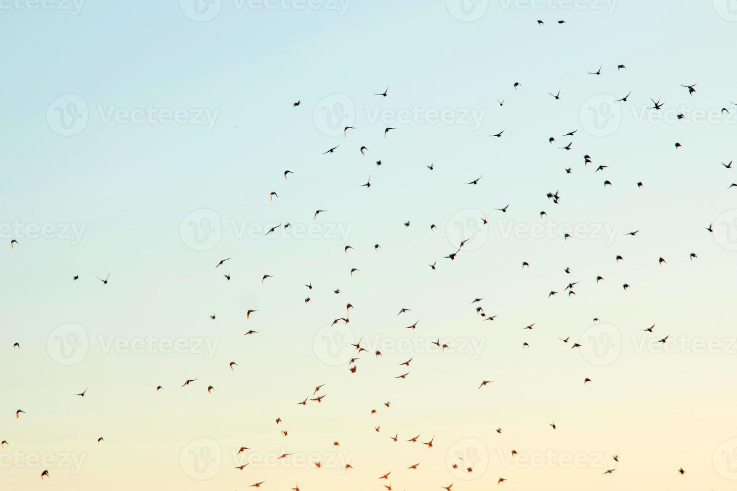 Silhouettes of birds in the sky photo