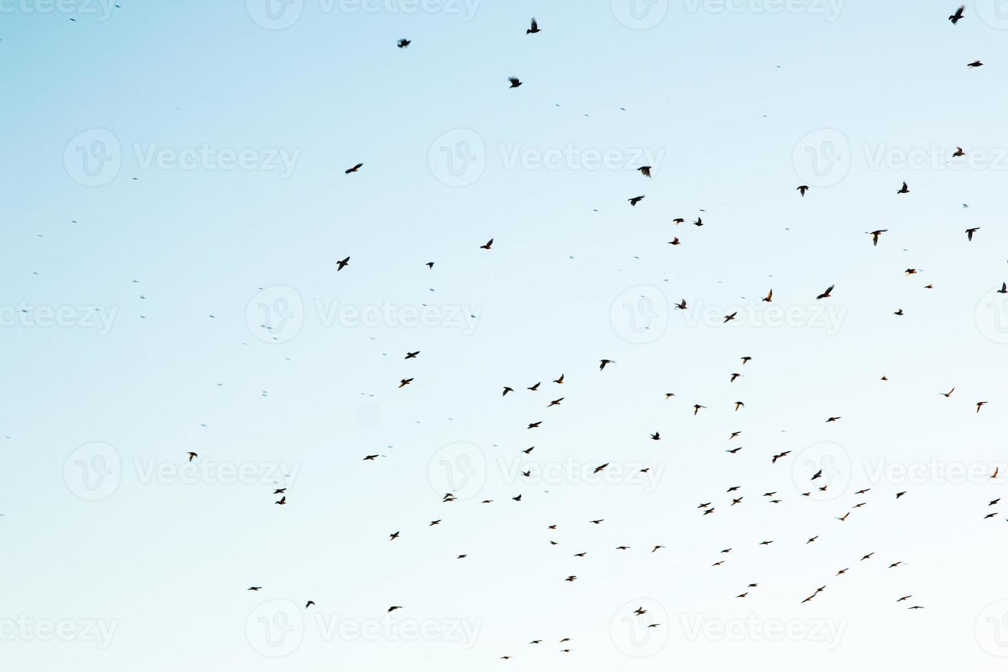 Silhouettes of birds in the sky photo