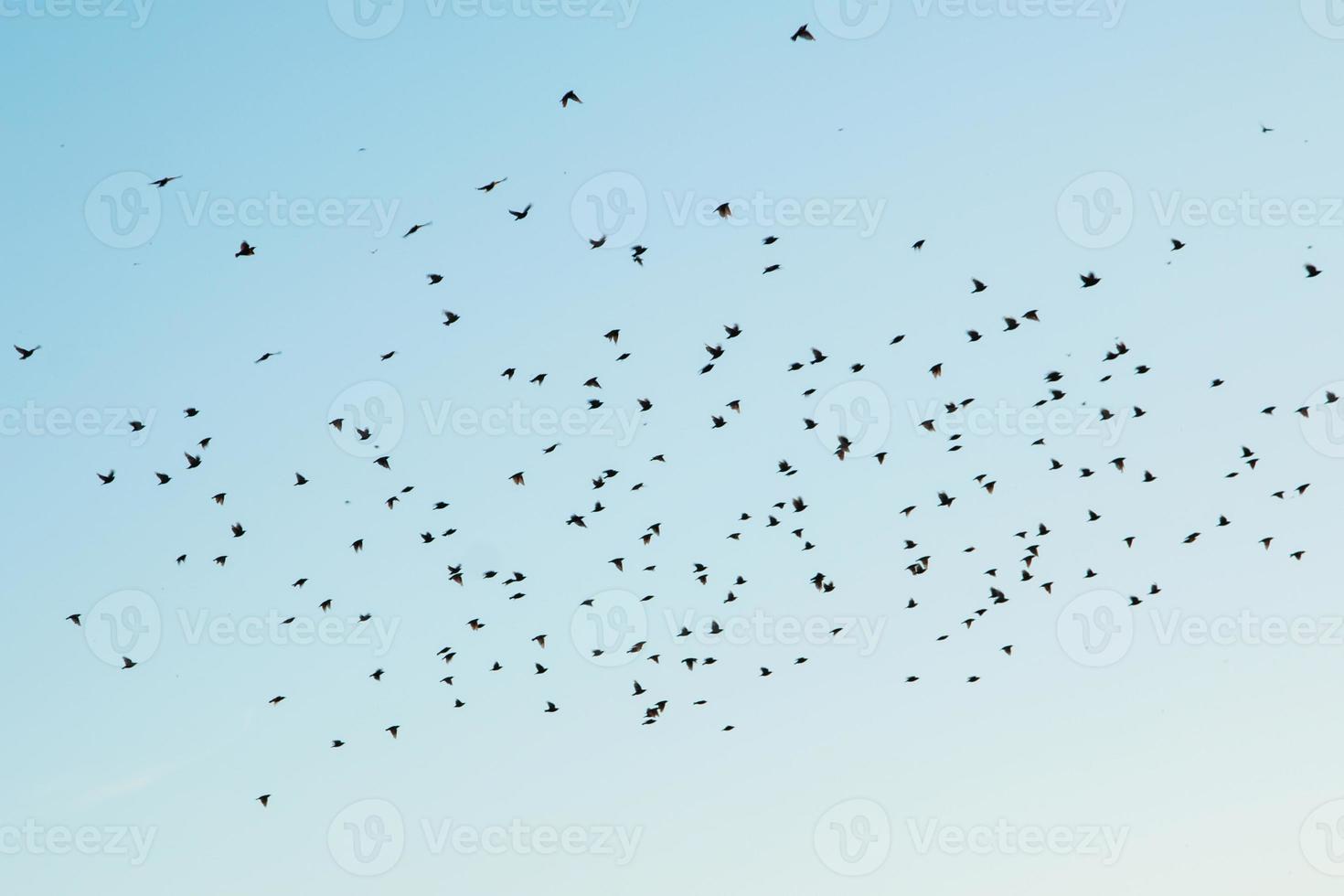 Silhouettes of birds in the sky photo