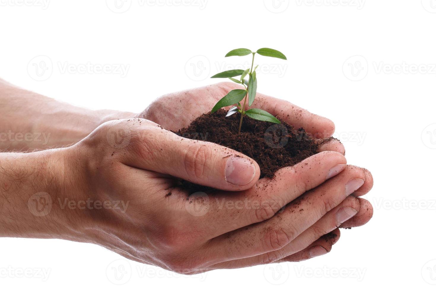 Male hands with a green sprout photo