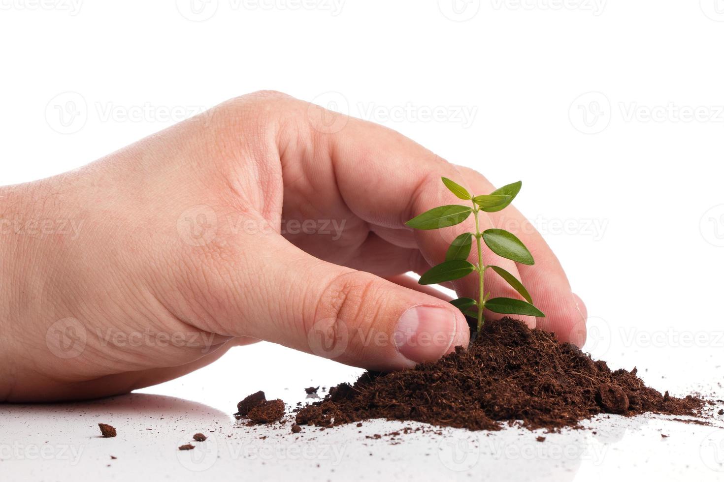 Male hand with a green sprout photo