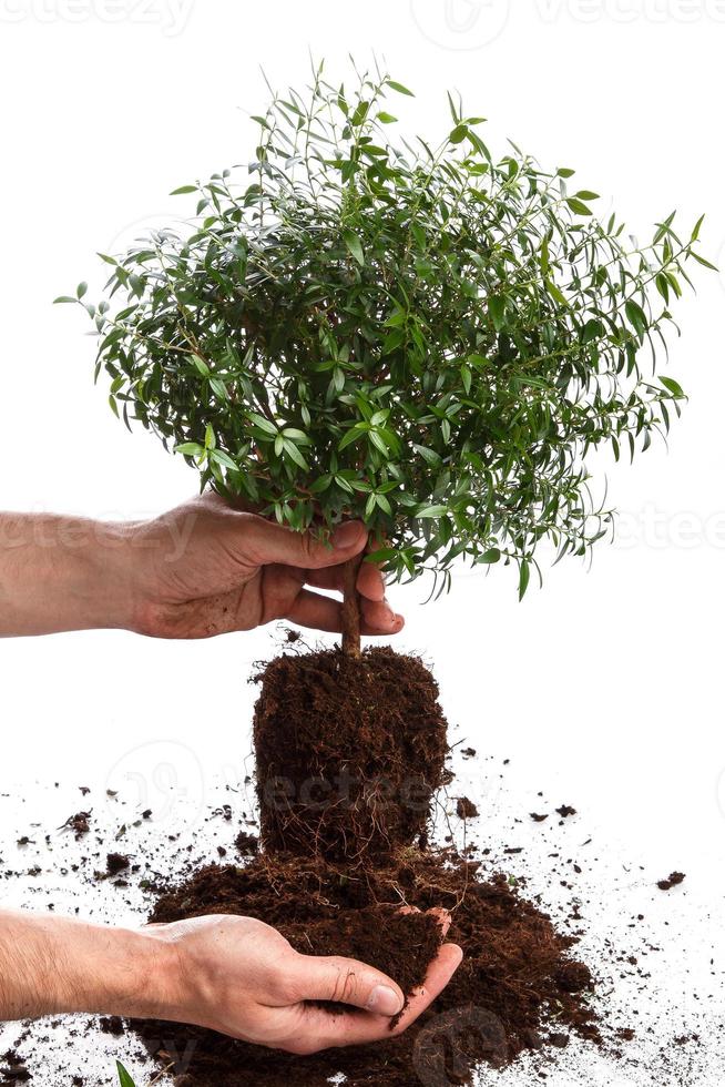 Male hands and small green tree photo