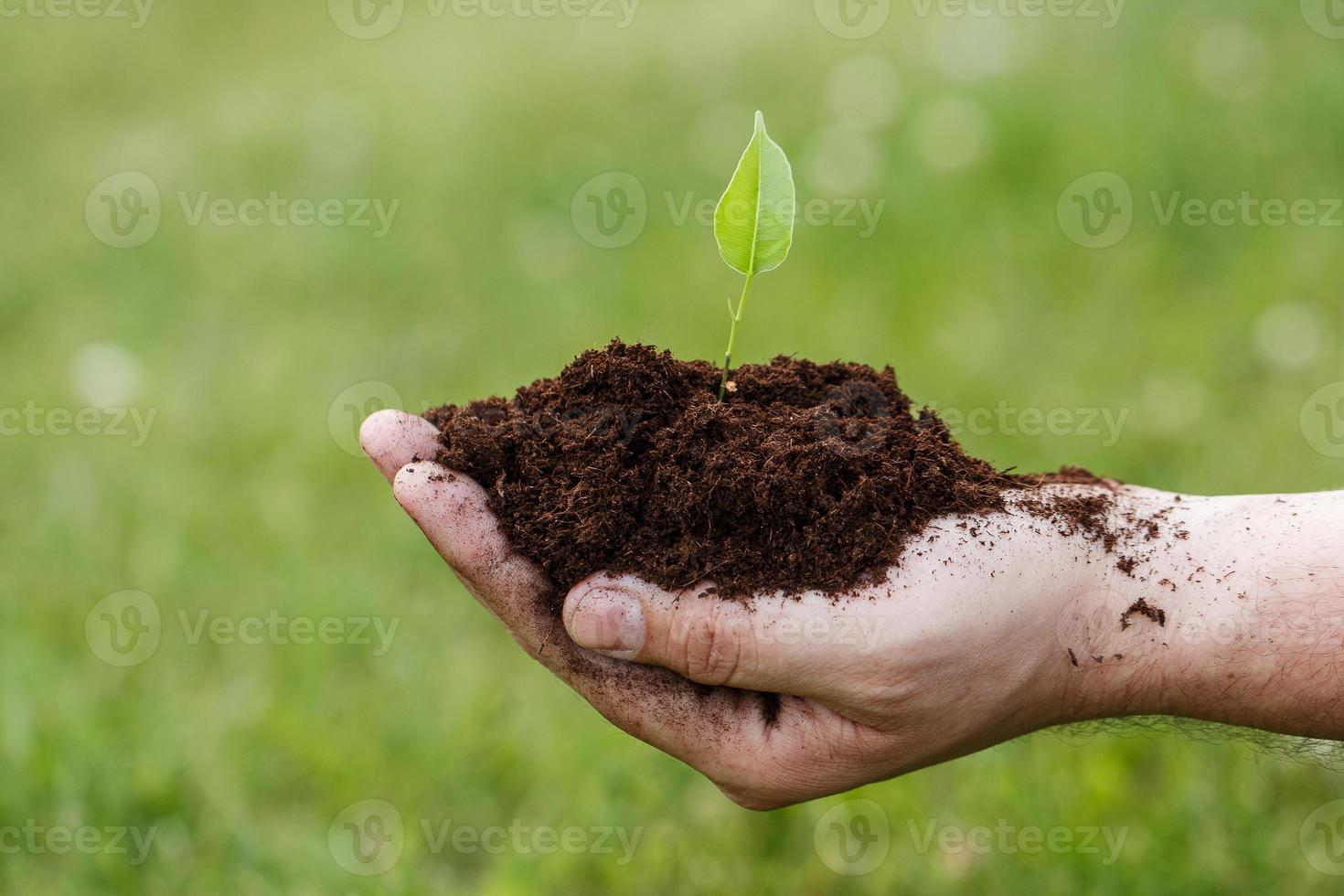 Male hand with a green sprout photo