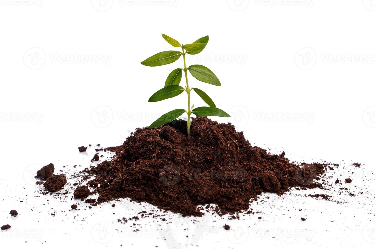 Small green sprout in soil photo