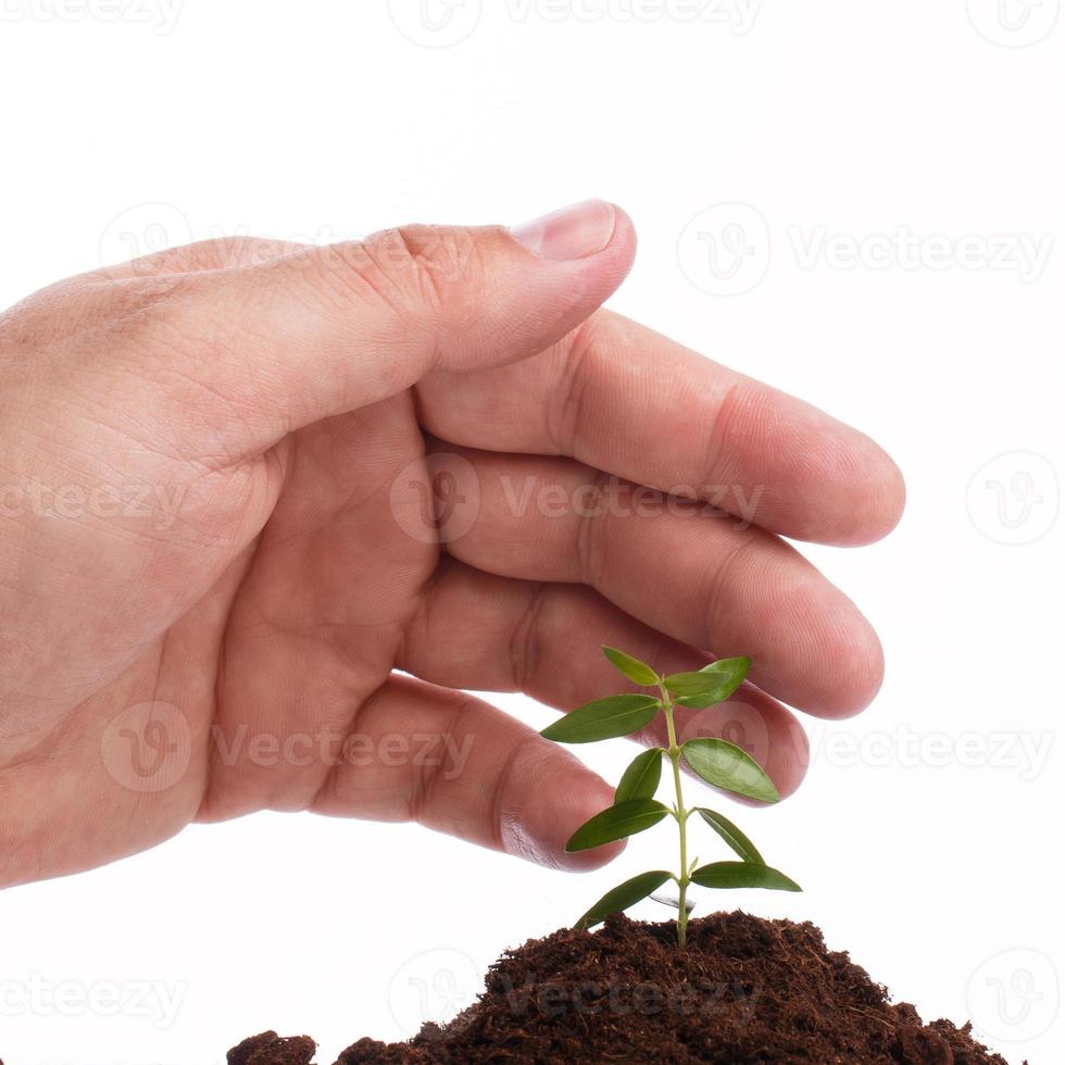 Male hand with a green sprout photo