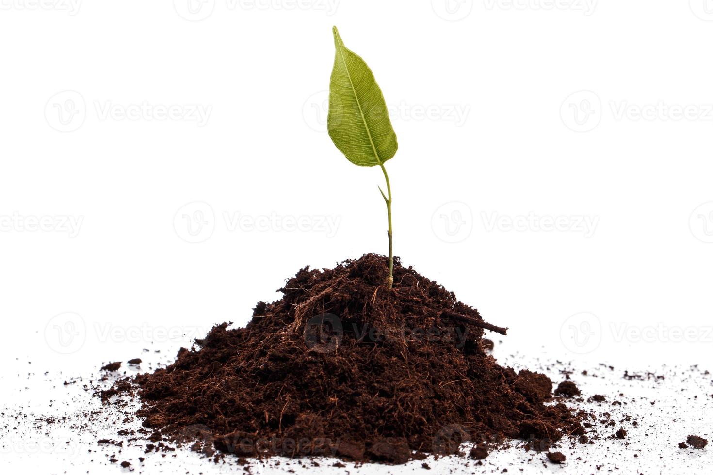 Small green sprout in soil photo