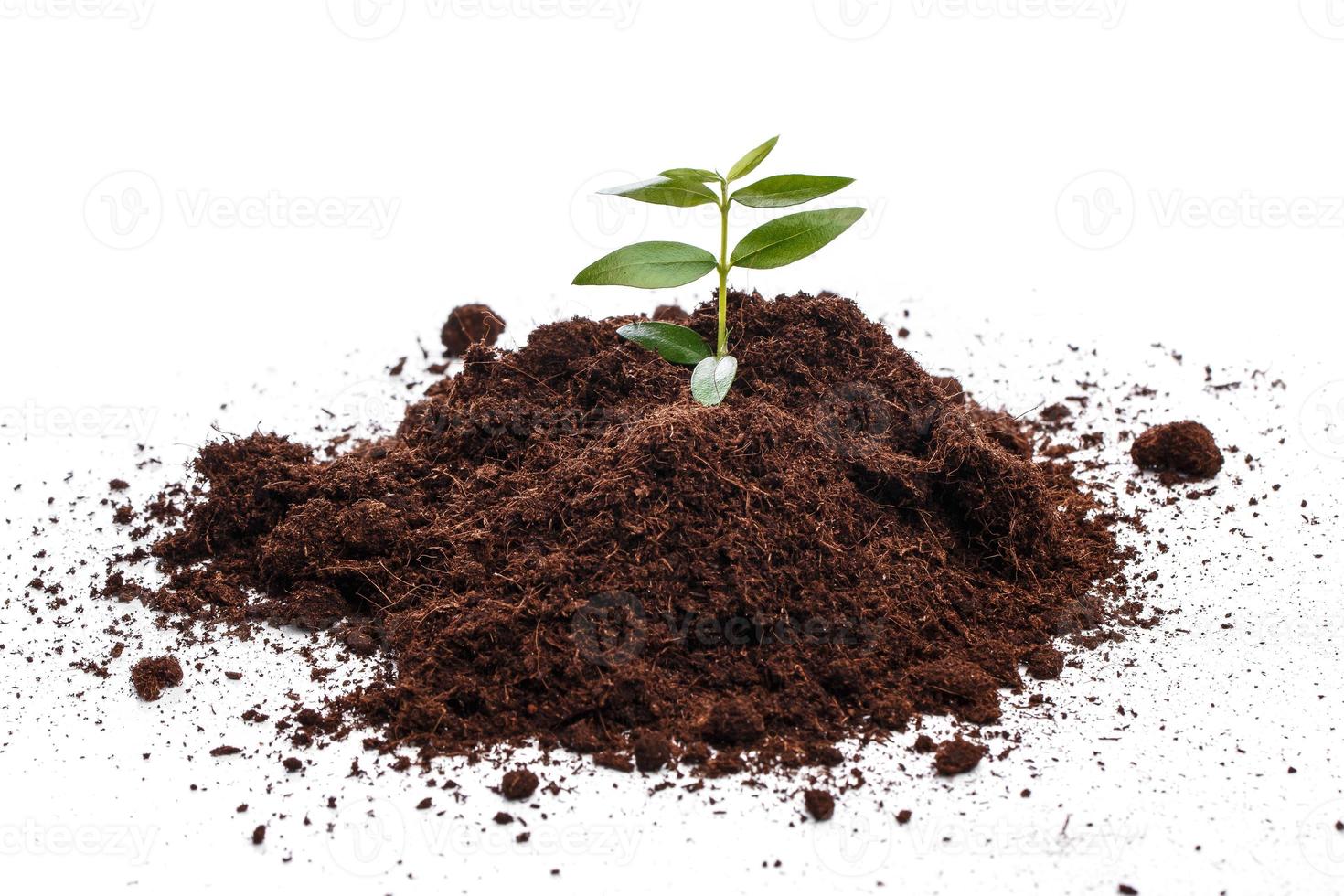 Small green sprout in soil photo