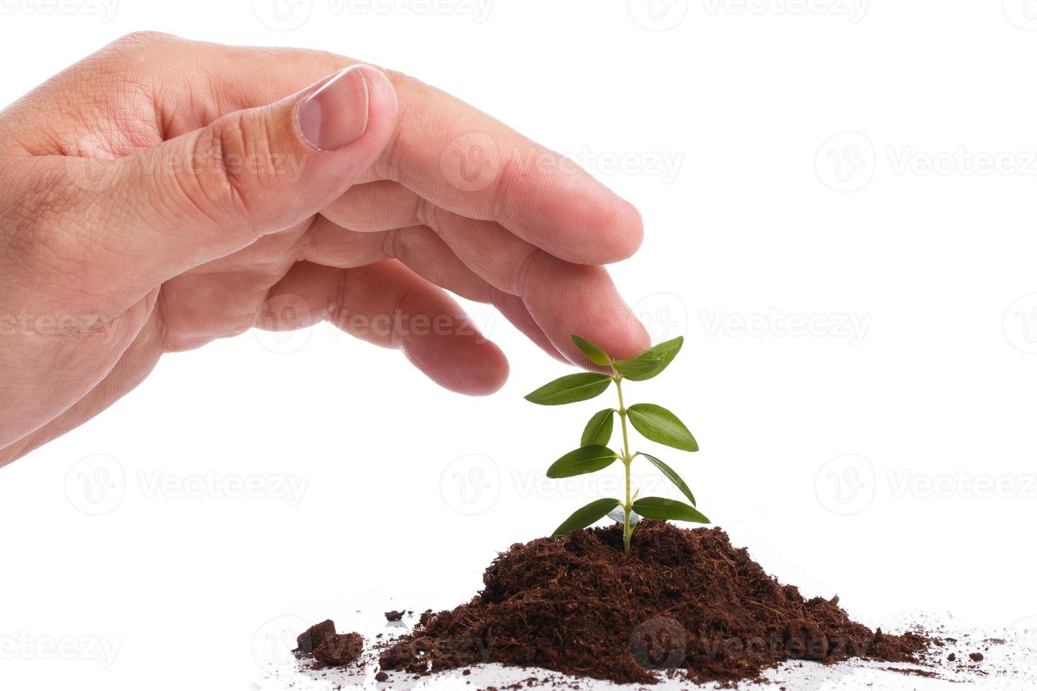 Male hand with a green sprout photo
