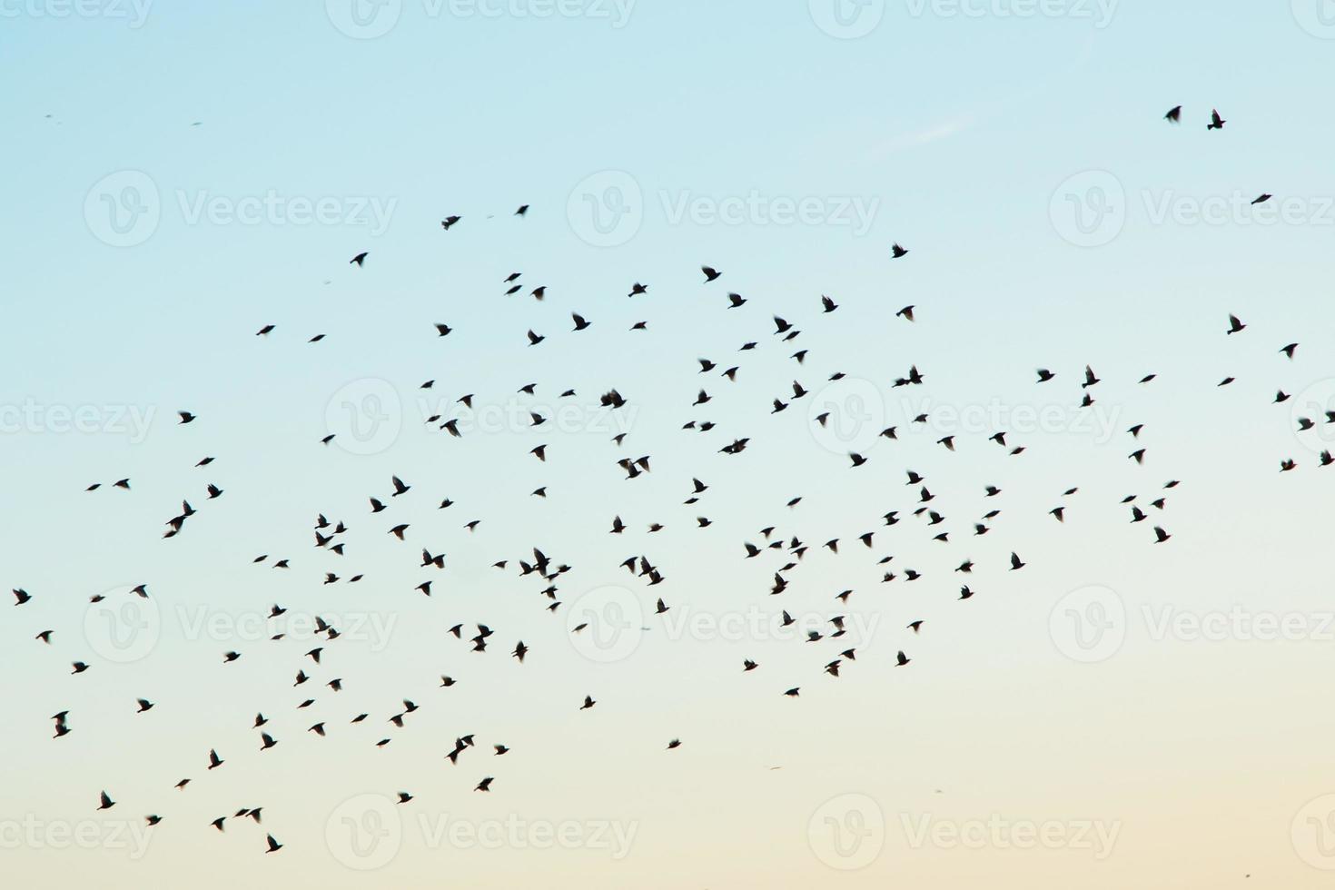 Silhouettes of birds in the sky photo