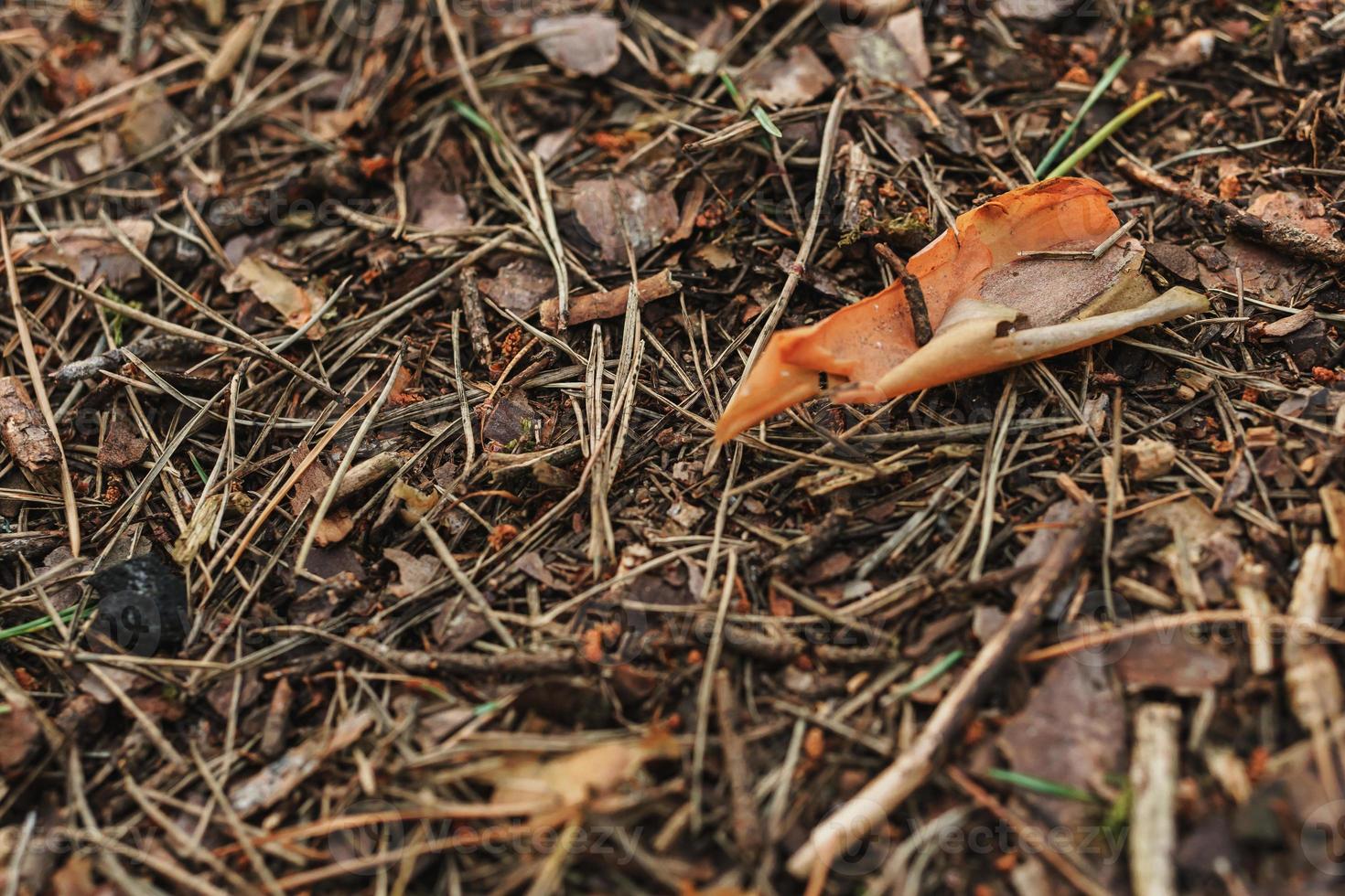 tierra con agujas de pino, pequeñas ramitas y hojas en el bosque de otoño foto