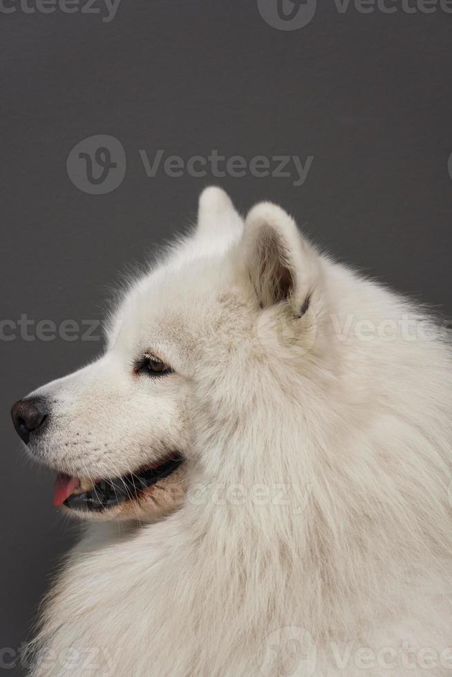 Close Up retrato de hermoso perro samoyedo con pelaje blanco foto